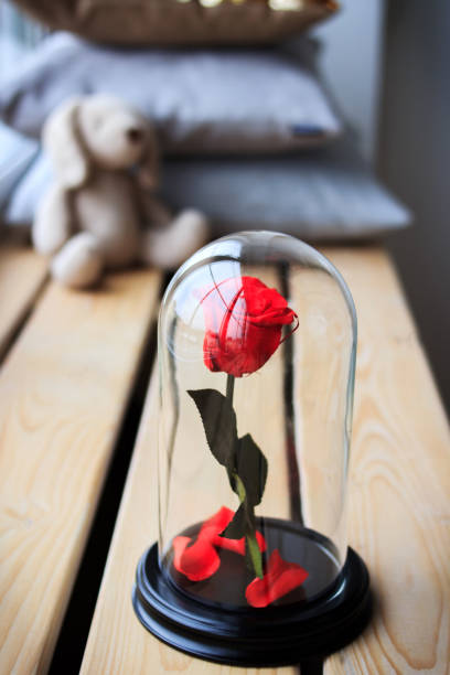 istock Red rose in a flask. Long-lasting rose 947156636