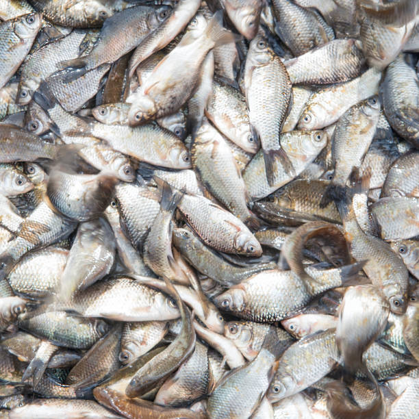 istock Carp caught in fishing net 947156846