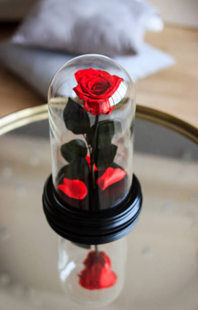 istock Red rose in a flask. Long-lasting rose 947156914