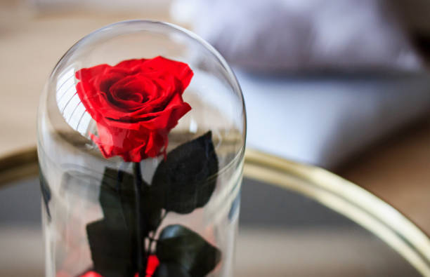 istock Red rose in a flask. Long-lasting rose 947156966