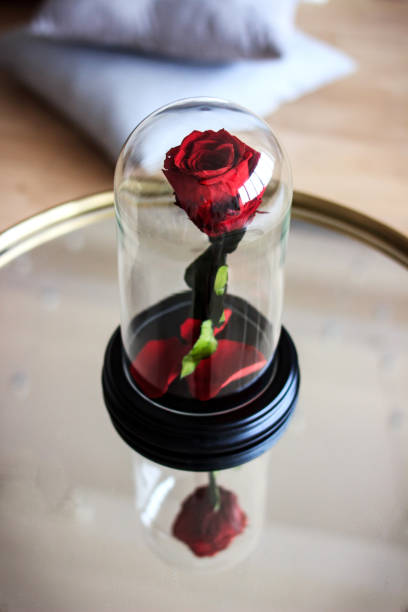istock Red rose in a flask. Long-lasting rose 947157360