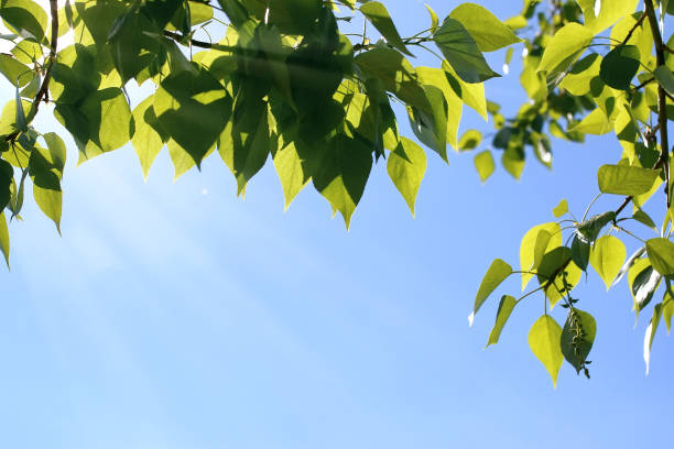 istock Fresh green leaves of trees on clear blue sky 947157610