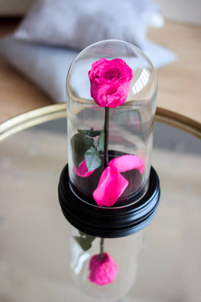 istock Pink rose in a flask. Long-lasting rose 947157624
