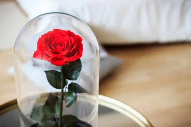 istock Red rose in a flask. Long-lasting rose 947157740