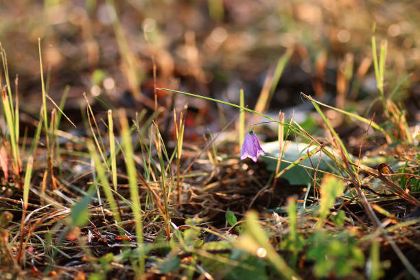 istock Purple bell on the nature 947157756