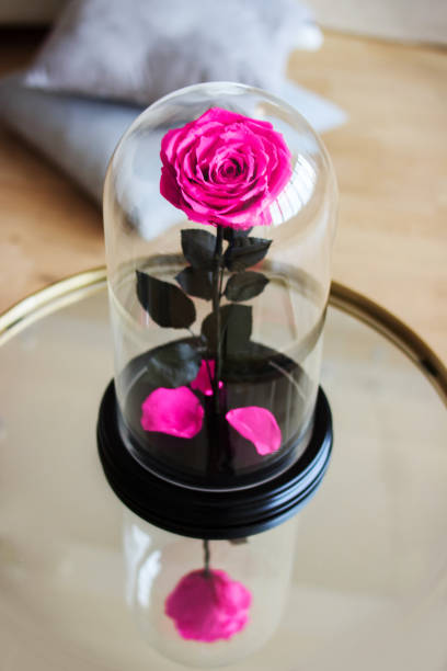 istock Pink rose in a flask. Long-lasting rose 947157880