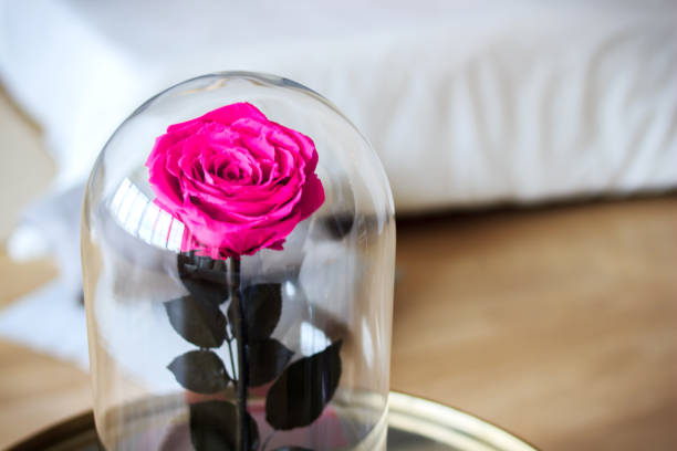 istock Pink rose in a flask. Long-lasting rose 947157986