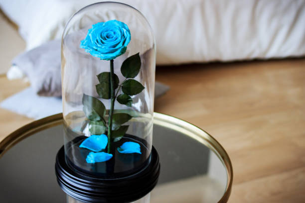 istock Blue rose in a flask. Long-lasting rose 947158162