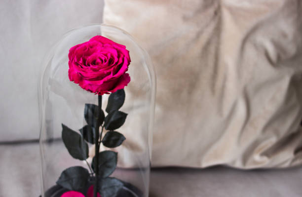 istock Pink rose in a flask. Long-lasting rose, Preserved 947163368