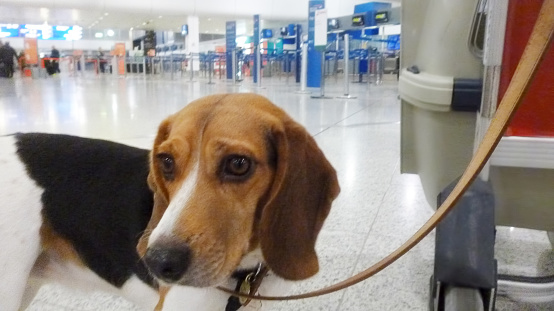 beagle dog with crate in Athens international airport