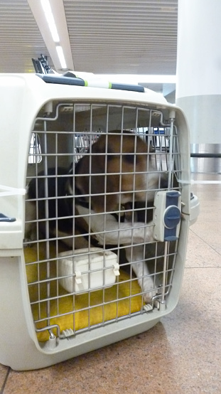 beagle dog inside a crate in Brussels airport