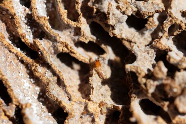 istock Termite in tunnels of the termite nest 947164018