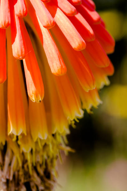 istock Aloe vibrant orange head flower close up 947164178
