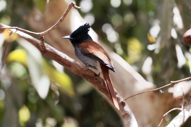istock Female African paradise flycatcher (Terpsiphone viridis) in a tree 947164200