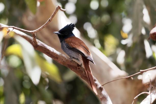 istock Female African paradise flycatcher (Terpsiphone viridis) in a tree 947164302