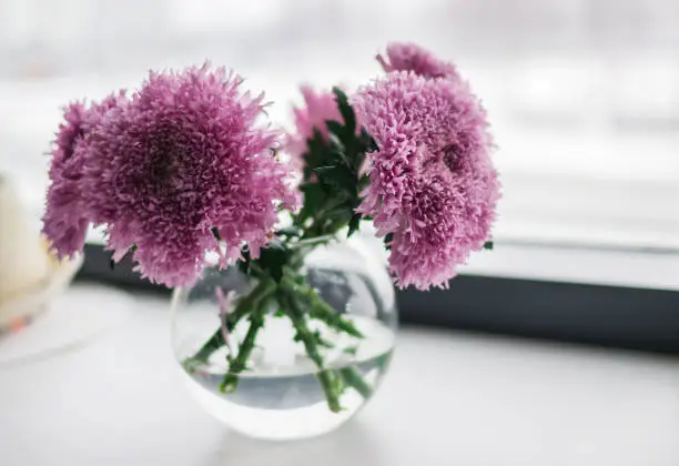 Pink chrysanthemum in glass vase on the wooden table