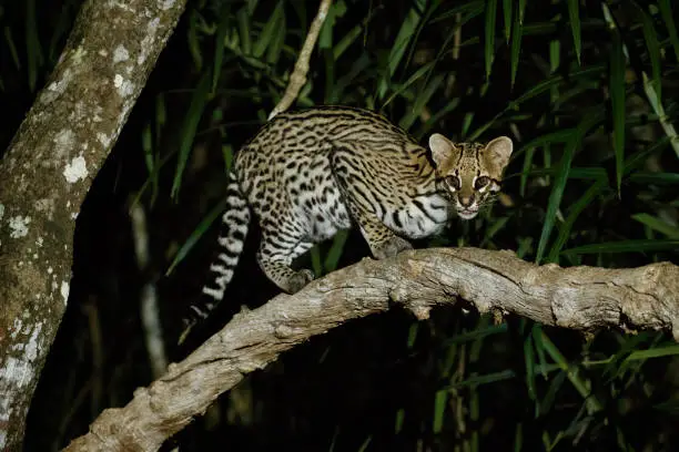 Photo of Very rare ocelot in the night of brazilian jungle