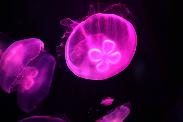 istock Multicolored jellyfish swim under water 947171554