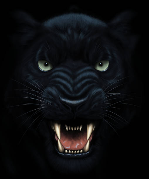 Panther face painting Angry panther face in darkness. Digital painting. panthers stock illustrations