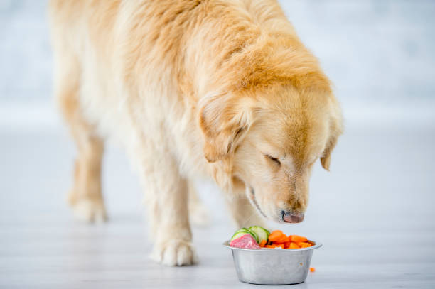 istock Dog About To Eat 947175530