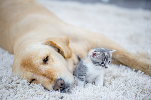 A golden retriever dog and a kitten are indoors in a living room. The dog is laying on the carpet with the kitten beside it.