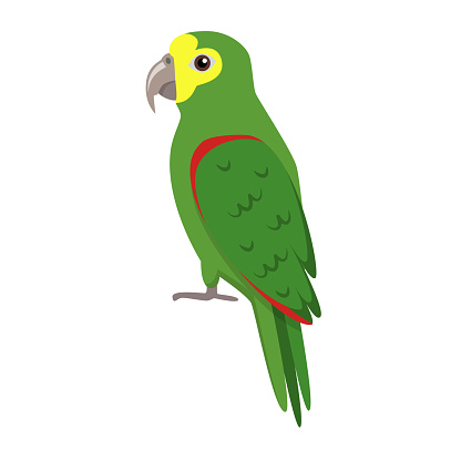 Amazon parrot icon in flat style. Exotic tropical bird symbol on white background. Amazona ochrocephala.