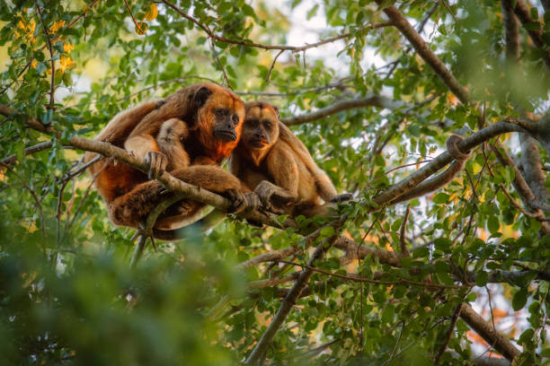 istock Howler monkeys really high on a giant tree in brazilian jungle 947181190