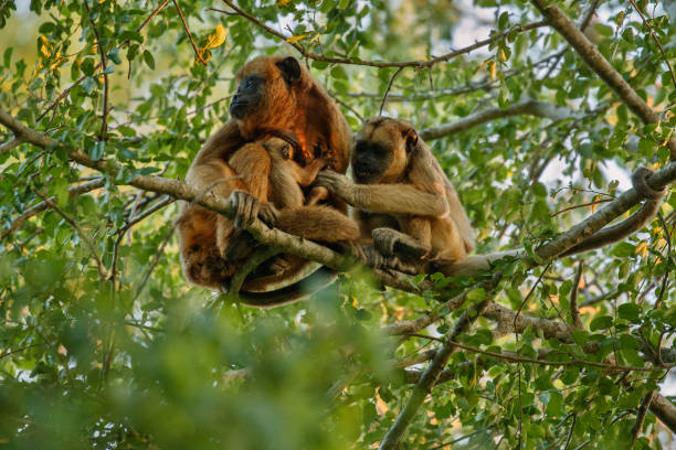 istock Howler monkeys really high on a giant tree in brazilian jungle 947181398