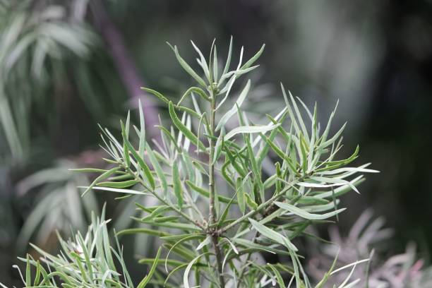 istock Leaves of a common yellowwood (Podocarpus falcatus) 947181454