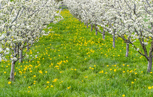 gorgeous blooming young fruit trees in an orchard with yellow flowers on a green meadow near Maienfeld in the Rhine Valley in Switzerland