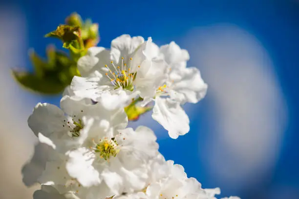 Blossoming cherry in the sunny spring day, close-up photo, copy space