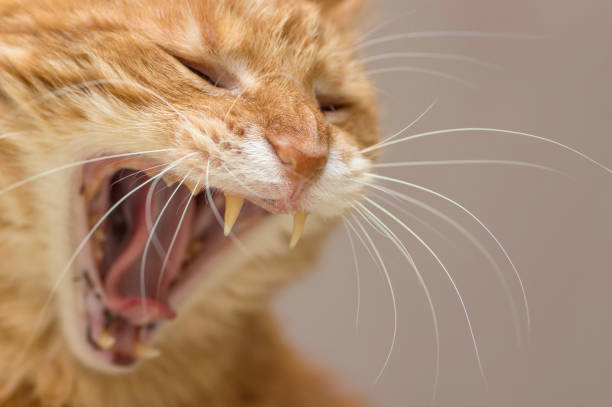 istock A red cat opened its mouth wide, large canines in the foreground 947193092