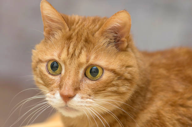 istock Fluffy red cat looks at the camera with big green eyes 947195218