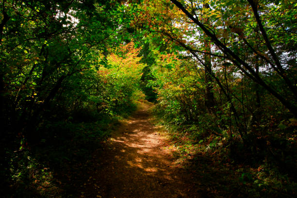 istock Pacific Northwest forest hiking trail 947196422