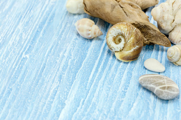 different seashells on blue wooden shabby boards background macro view