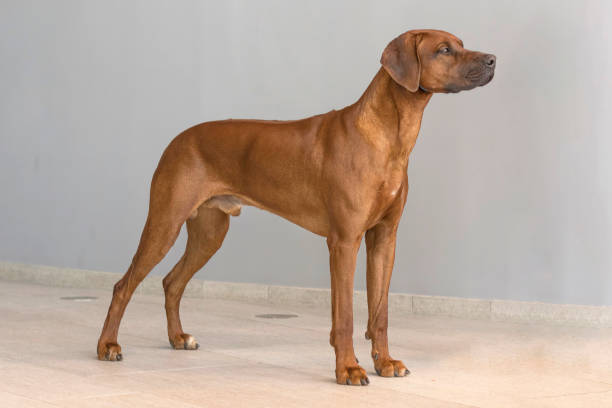 istock Rhodesian Ridgeback Shorthair Hound Dog 947200846