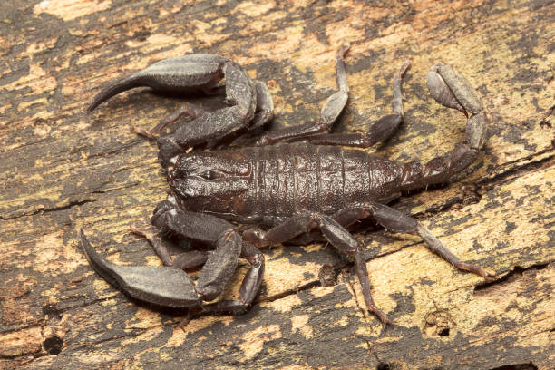 istock Scorpion, Euscorpiops longimanus, Euscorpiidae, Jampue hills, Tripura , India 947201540