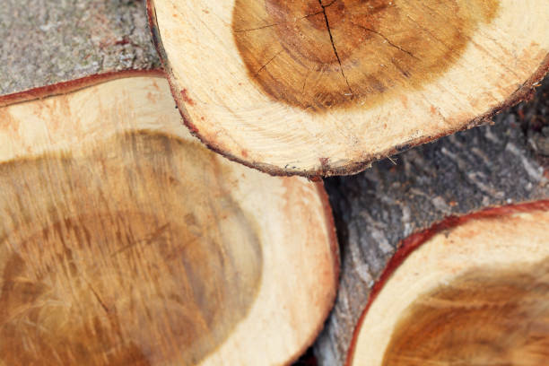 istock wood texture of tree trunk background 947201546