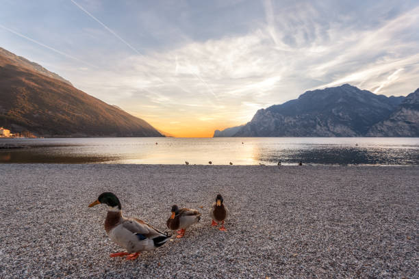 gardasee - seepromenade stock-fotos und bilder