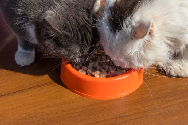 istock Cute cats eating their food from orange plastic bowl 947202702