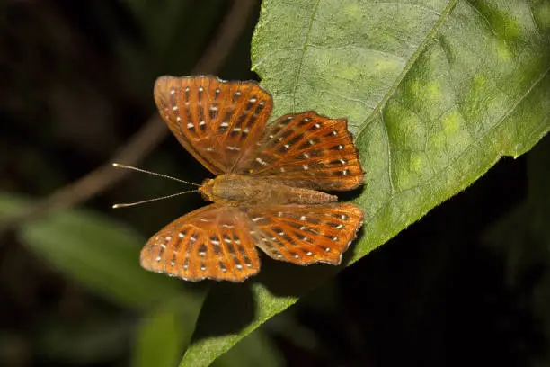 Punchinello, Zemeros sp, Riodinidae, Jampue hills, Tripura , India