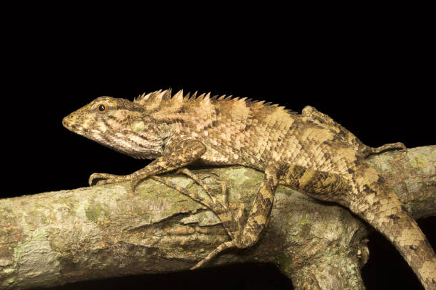 istock Lizard, Calotes sp, Agamidae, Gumti, Tripura , India 947205856