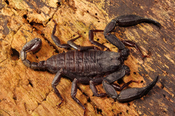 istock Scorpion, Euscorpiops longimanus, Euscorpiidae, Jampue hills, Tripura , India 947206208