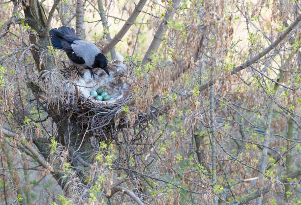 A young crow looks at his put eggs in the nest a young crow in early spring made a nest on a tree and demolished five eggs crows nest stock pictures, royalty-free photos & images