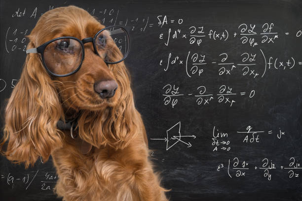istock Clever funny dog wearing eyeglasses. Math equations on blackboard in background. 947206960