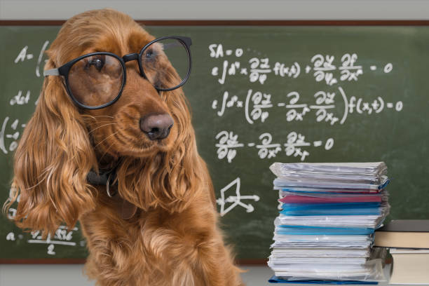 istock Clever funny dog wearing eyeglasses. Math equations on blackboard in background. 947207184