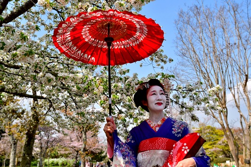 A Japanese woman in Maiko’s costume and hairstyle is standing under cherry blossom in Maruyama Park, Kyoto. She wears traditional long-sleeved kimono with long dangling sash and her hair is elaborately decorated with seasonal flower-featured hairpins. \nThe main jobs for maiko, an apprentice geisha, are to perform songs and dances as well as to play shamisen, three-stringed musical instruments. At night, they go out to entertain guests at traditional and exclusive Japanese restaurants (ochaya).