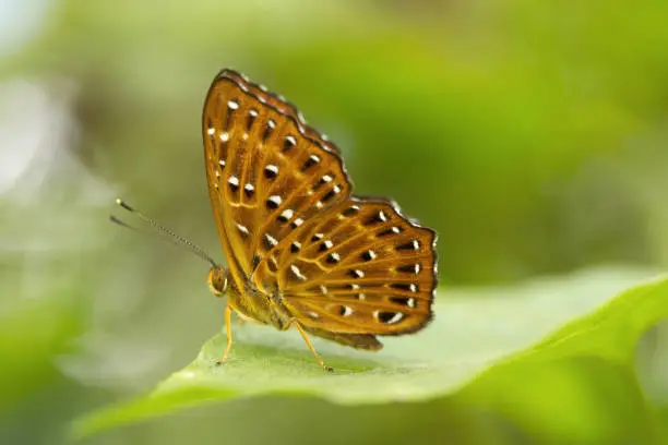 Punchinello, Zemeros sp, Riodinidae, Jampue hills, Tripura , India
