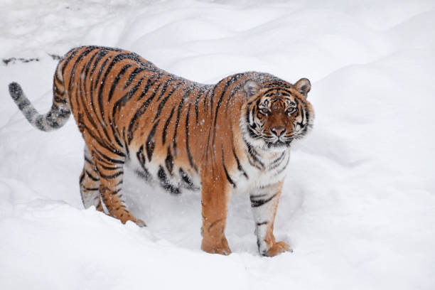 istock Siberian tiger standing in white winter snow 947213196