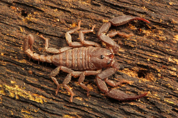 istock Scorpion, Euscorpiops longimanus, Euscorpiidae, Jampue hills, Tripura , India 947213434